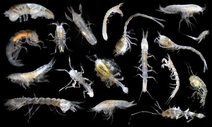 Major ocean database that will guide deep-sea mining has flaws, scientists warn
