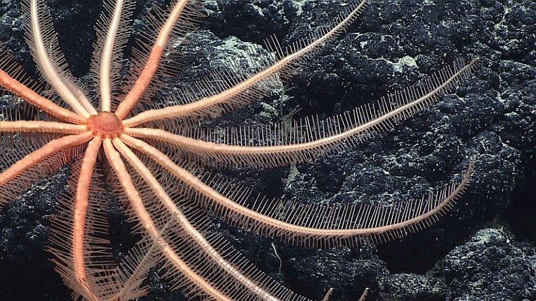 Major ocean database that will guide deep-sea mining has flaws, scientists warn