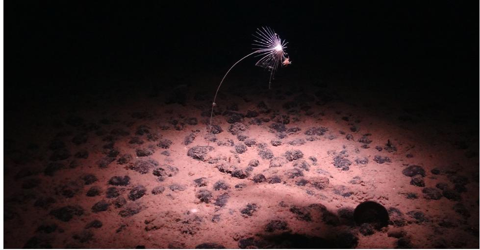 Faunal Boundary Line Discovered Across the Deep Pacific Ocean