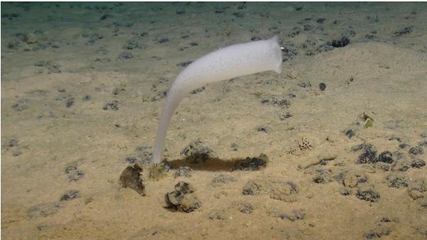Faunal Boundary Line Discovered Across the Deep Pacific Ocean