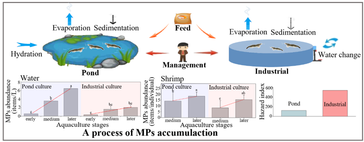  《Environmental Pollution》内陆海水养殖生物和水体系统中污染物的发生：对虾养殖是一个微塑料积累的过程