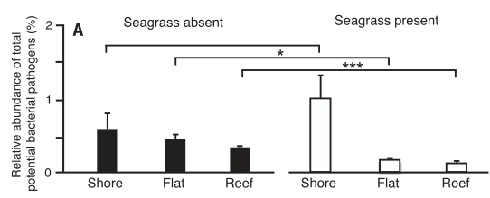  《Science》海草降低海洋病原微生物感染风险