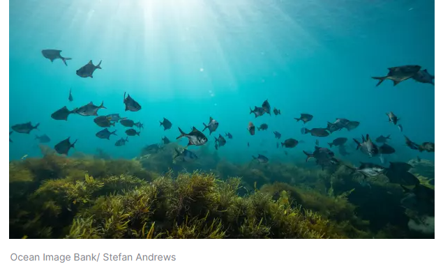<strong>5.7 million Euro BioEcoOcean Project will contribute to GOOS Essential Ocean Variables</strong>