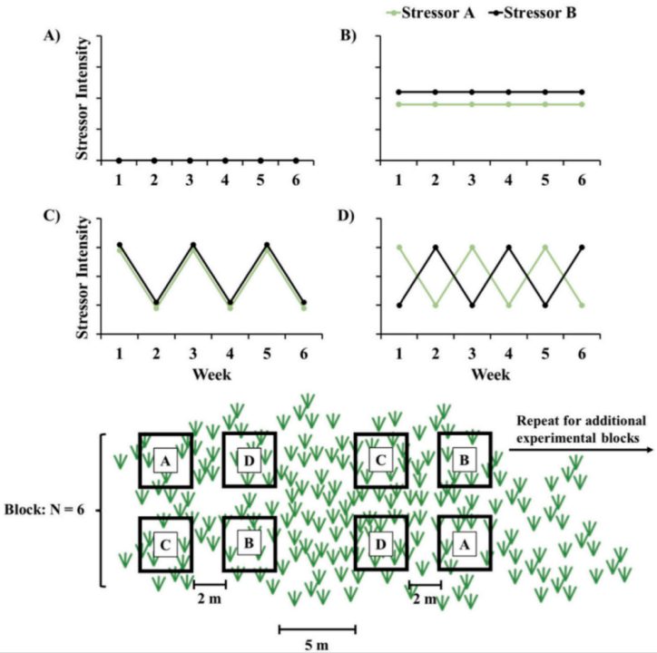 《Science of the Total Environment》文章：相较静态压力源，压力源波动引起海草群落反应机制的转变
