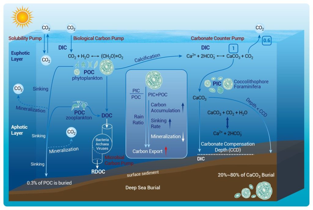 《Science》文章：颗石藻对海洋碳封存的贡献