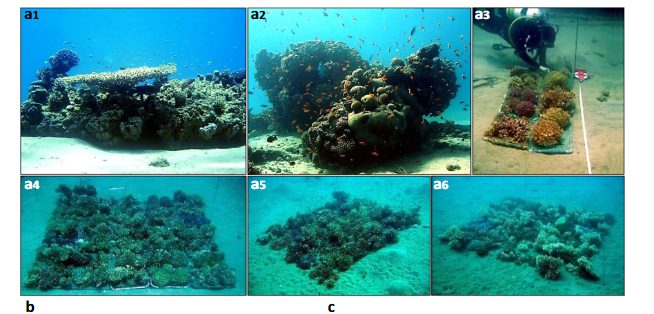 《Communications Biology》文章：通过Reef Carpets将礁石修复重点从珊瑚存活率转移到生物多样性