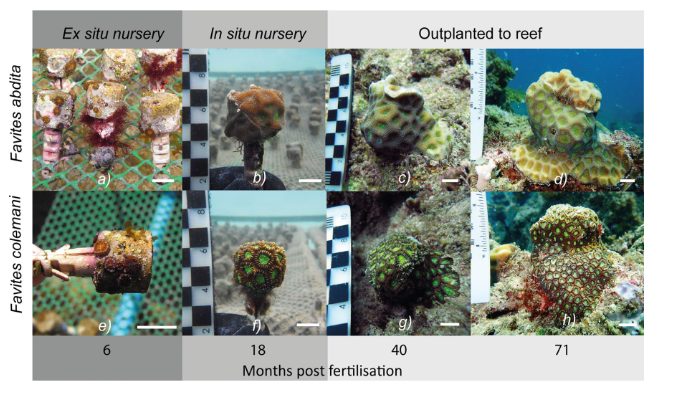 《Coral Reefs》文章：活得慢，老得慢：用于珊瑚礁恢复的慢生长、耐压珊瑚幼体的传播